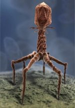 MM-37 (T4 Bacteriophage).jpg