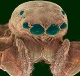 MM-43 (Jumping Spider).jpg