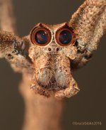 MM-57 (Goblin-Faced Spider).jpg