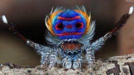MM-59 (Peacock Spider).jpg