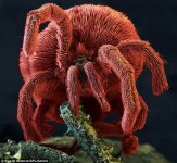 MM-261 (Velvet Mite).jpg