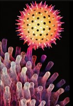 MM-379 (Pollen).jpg