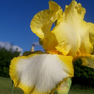 I love the way the yellow Iris looks against the blue sky

Taken in Jim Thorpe, PA
