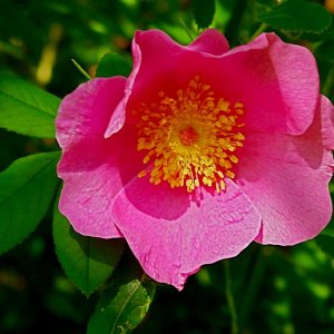 Wild Rose

Taken in Jamestown, NY