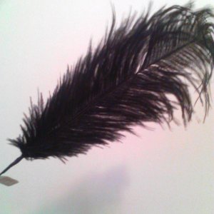 big soft ostrich feather
