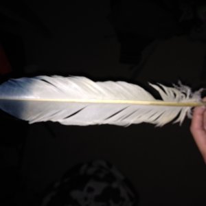 My newest feather.