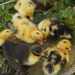 DSCF0015 - My spring ducklings, having a bath :3