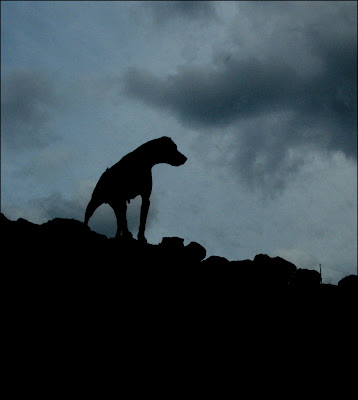 The-Hound-of-Baskerville-photo-silohouette.jpg