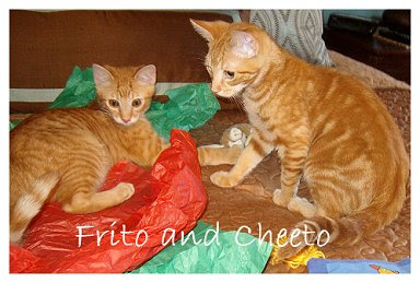 December_22__2008_Gifts_for_Cheeto_and_Frito_039.JPG