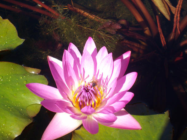 waterlily_by_Saeria.jpg