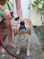 lifes_tough_get_a_dog_40_photos35.jpg