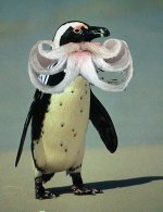Random-Penguin-Beard-1-random-8669221-576-746.jpg