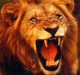 male_lion.jpg male_lion.jpg