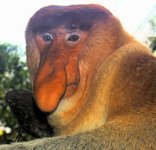 180px-Portrait_of_a_Proboscis_Monkey.jpg