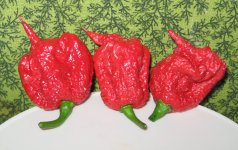 Carolina_Reaper_pepper_pods.jpg