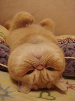 funny-sleeping-cats-5.jpg