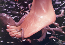 octopus.png