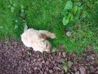 Daisy1.jpg Daisy1.jpg