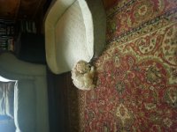 Daisy2.jpg Daisy2.jpg