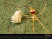 spider-guarding-eggs-683251-sw.jpg