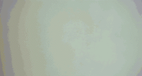 UnconsciousLateLeopardseal-max-14mb.gif