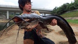 Catfish.jpg