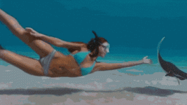 DizzyFlippantAuklet-size_restricted.gif