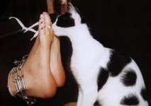 cat.jpg