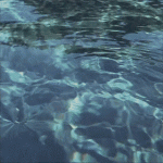 CavernousLightAiredale-size_restricted.gif