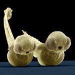 MM-03 (Zebrafish Larva).jpg
