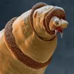 MM-07 (Bluebottle Fly Maggot).jpg