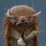 MM-31 (Brown Carpet Beetle Larva).jpg