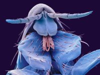 MM-35 (Human Flea).jpg