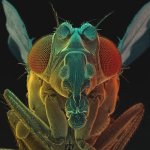 MM-53 (Fruit Fly).jpg