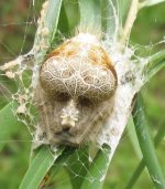 MM-65 (Bolas Spider).jpg