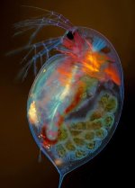MM-67 (Daphnia magna).jpg