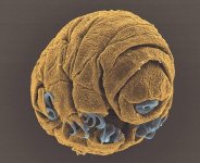 MM-103 (Tardigrade).jpg