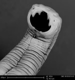MM-105 (Hookworm).jpg