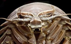 MM-133 (Giant Isopod).jpg