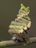 MM-137 (Bagworm Moth Caterpillar).jpg