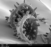 MM-143 (Hibiscus Pollen).jpg