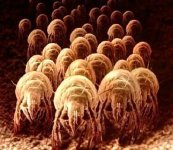 MM-153 (Dust Mites).jpg