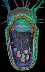 MM-165 (Humped Bladderwort).jpeg