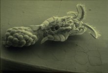 MM-211 (Copepod).jpg