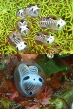 MM-247 (Skeleton Panda Sea Squirt).jpg