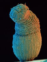 MM-269 (Peanut Worm)-.jpg