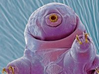 MM-357 (Tardigrade).jpg