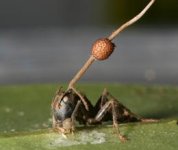 zombie+ant.jpg