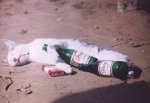 wasted.jpg