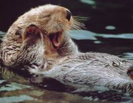 otter2.jpg